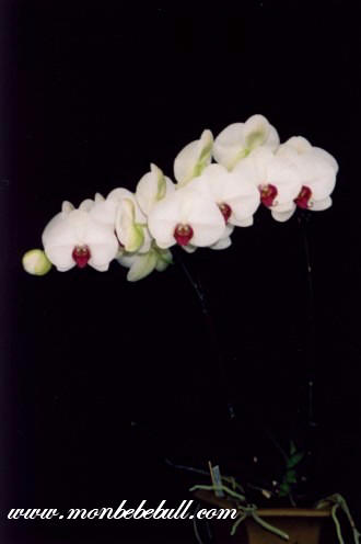 Phalaenopsis 4.jpg